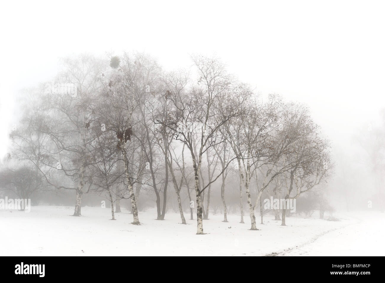 Winter-Schnee-Park in den nebligen Tag Stockfoto