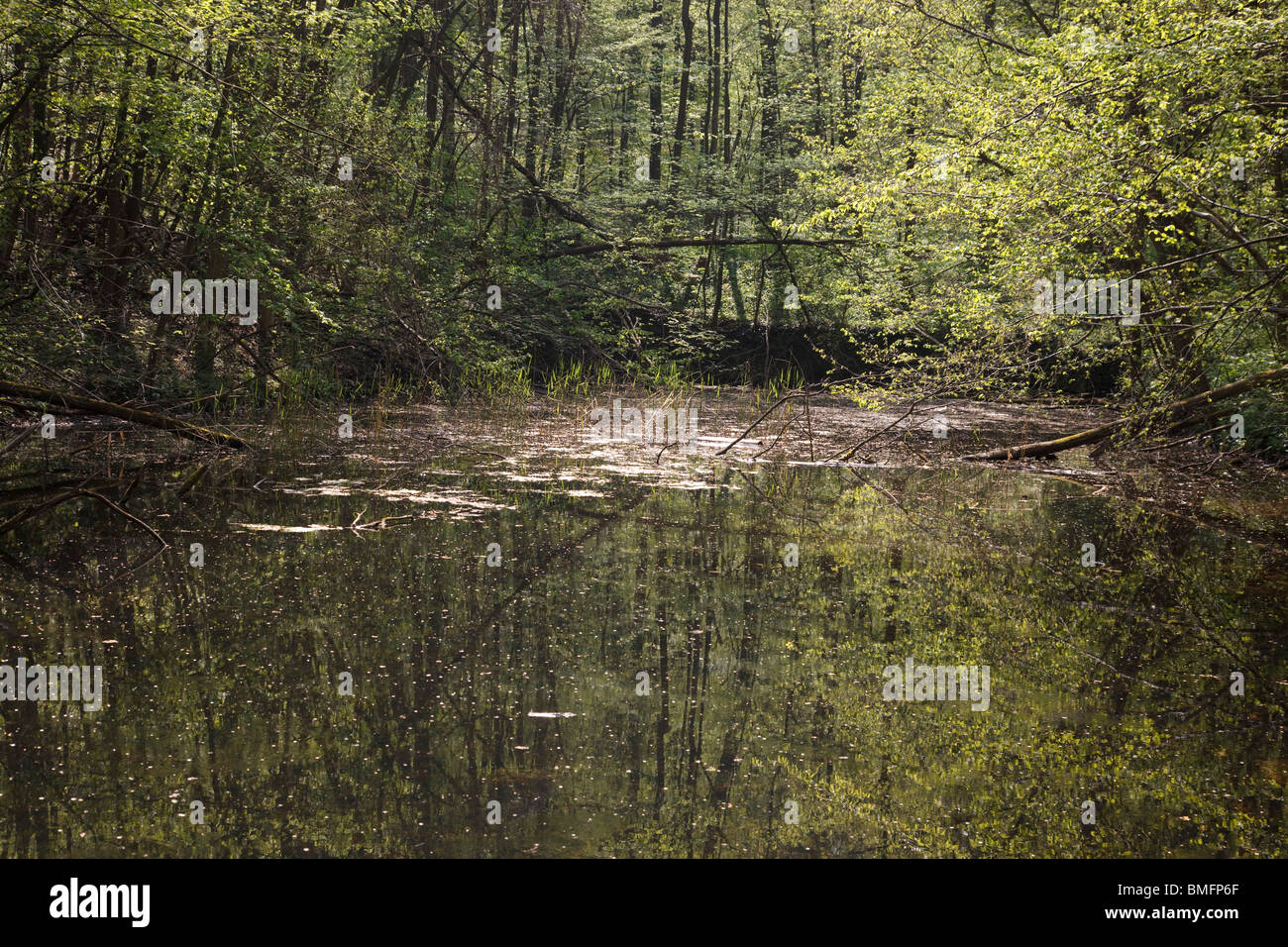 Teich im Naturpark Mannersdorf-Wüste Stockfoto