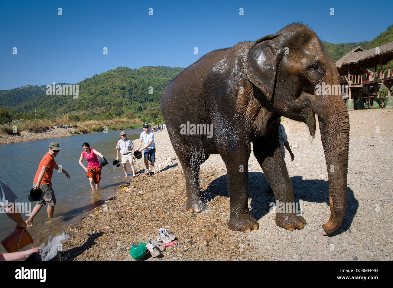 THAILAND, nördlich von CHIANG MAI: Lek es Elefanten Farm für gerettete Elefanten, ein Ort für alternative Elefant Tourismus. Stockfoto