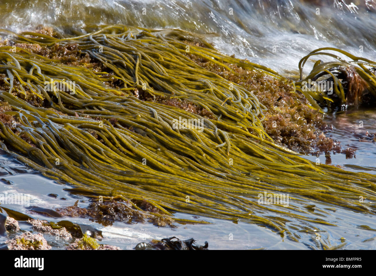 Bootlace Algen (Chorda Filum) Craster Küste bei Ebbe Northumberland Küste England UK Europe Stockfoto