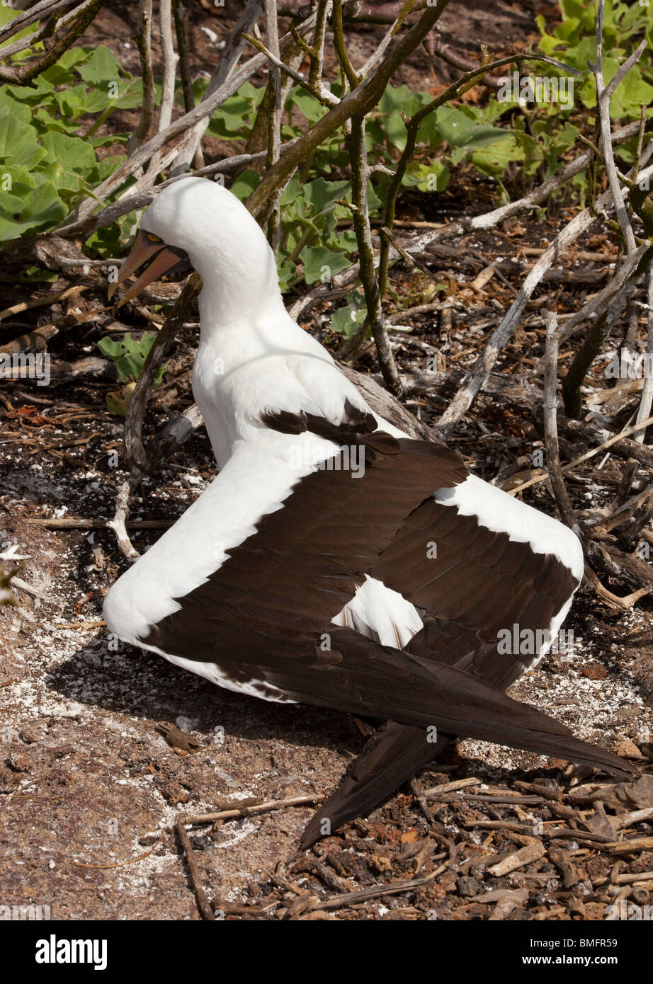 Ein Nazca Tölpel mit Flügeln fegte zurück auf Genovesa Insel in den Galapagos Inseln Stockfoto