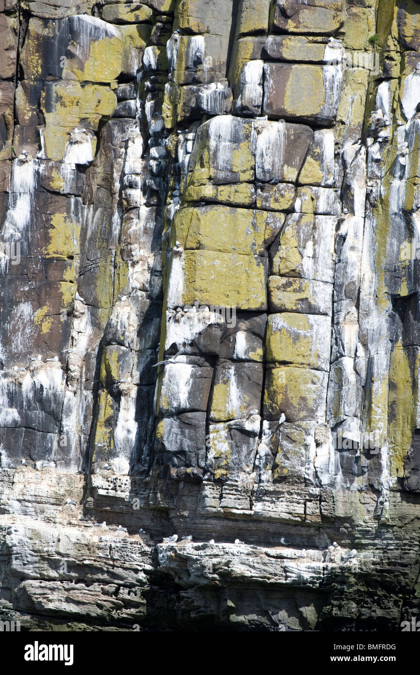 Dreizehenmöwen (Rissa Tridactyla) nisten Klippe Dunstanburgh Castle Point Northumberland England UK Europe Stockfoto