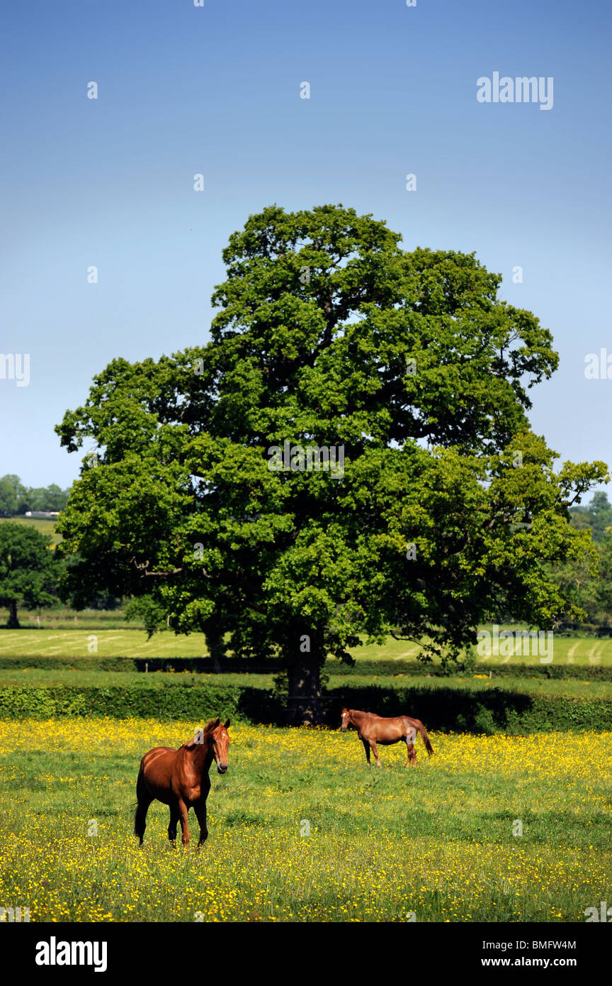 Pferde auf einer Wiese in der Nähe von Upper Slaughter, Gloucestershire UK Stockfoto