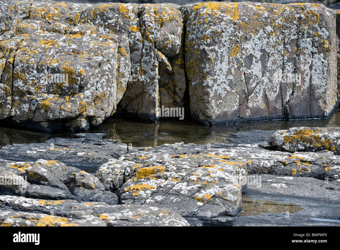 Rockt mit Flechten und Meeresorganismen bei Ebbe Caster Northumberland Küste England UK Europe Stockfoto