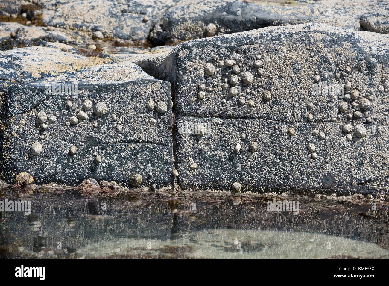 Gemeinsame Limpet (Patella Vulgata) und Seepocken auf Felsen Craster Northumberland Küste England UK Europe Stockfoto