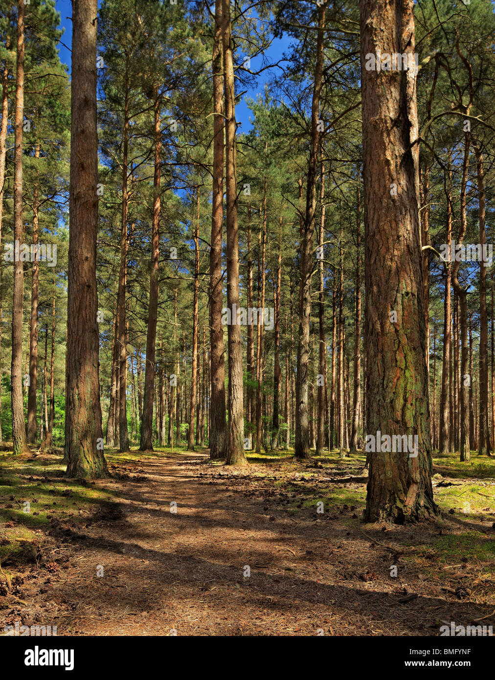 Pinienwald. Stockfoto