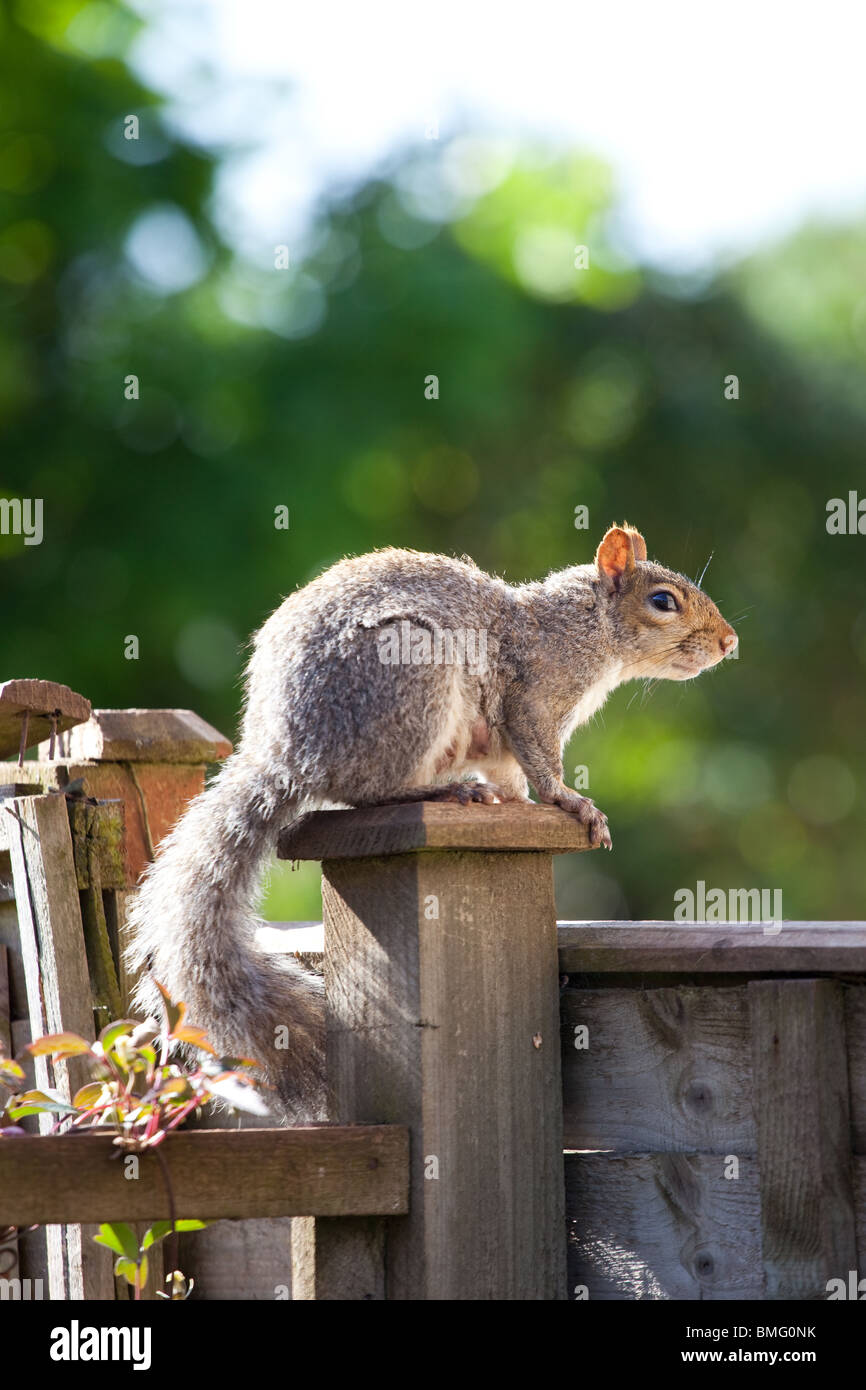 Graue Eichhörnchen auf Zaun Stockfoto