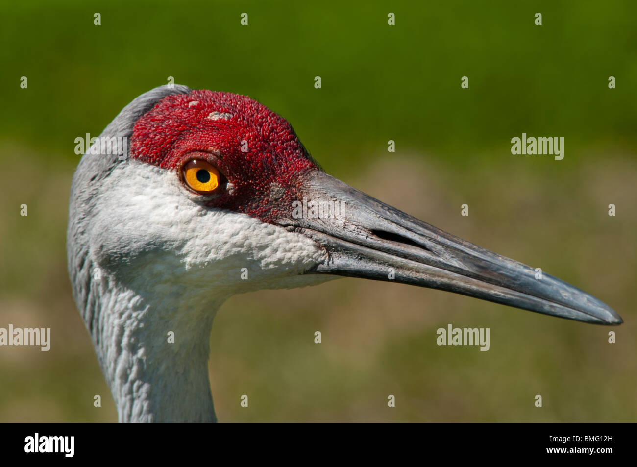 Florida Sandhill Kran Stockfoto