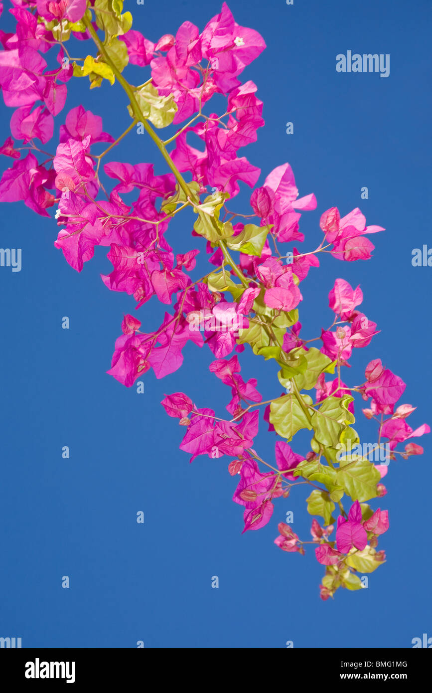 Bougainvillea in voller Blüte Stockfoto