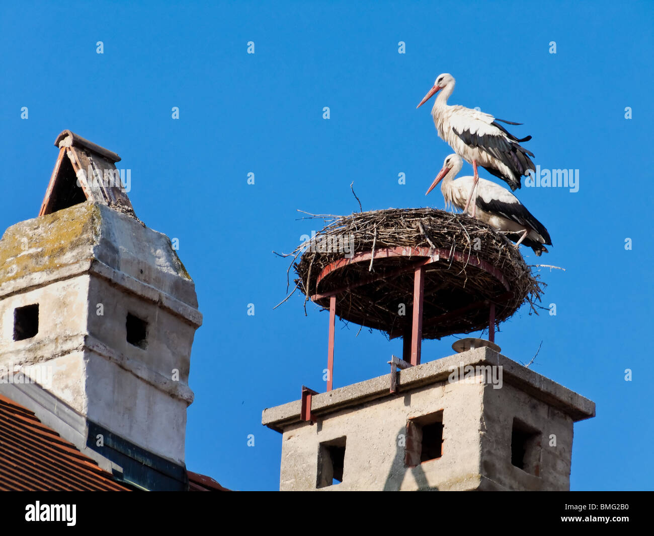 Zwei Störche im Nest in Rust, Österreich Stockfoto