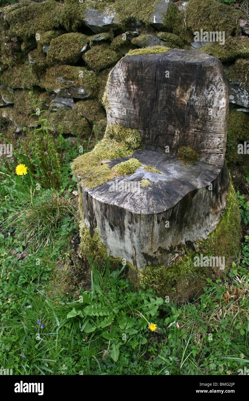 Tree Stump Sitz genommen in Cumbria, UK Stockfoto