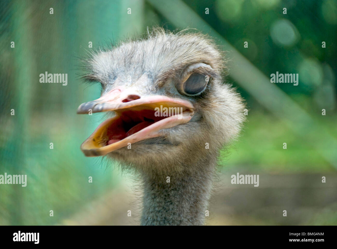 Ein nicht so glücklich Strauß in Kuala Lumpur Bird Park Stockfoto