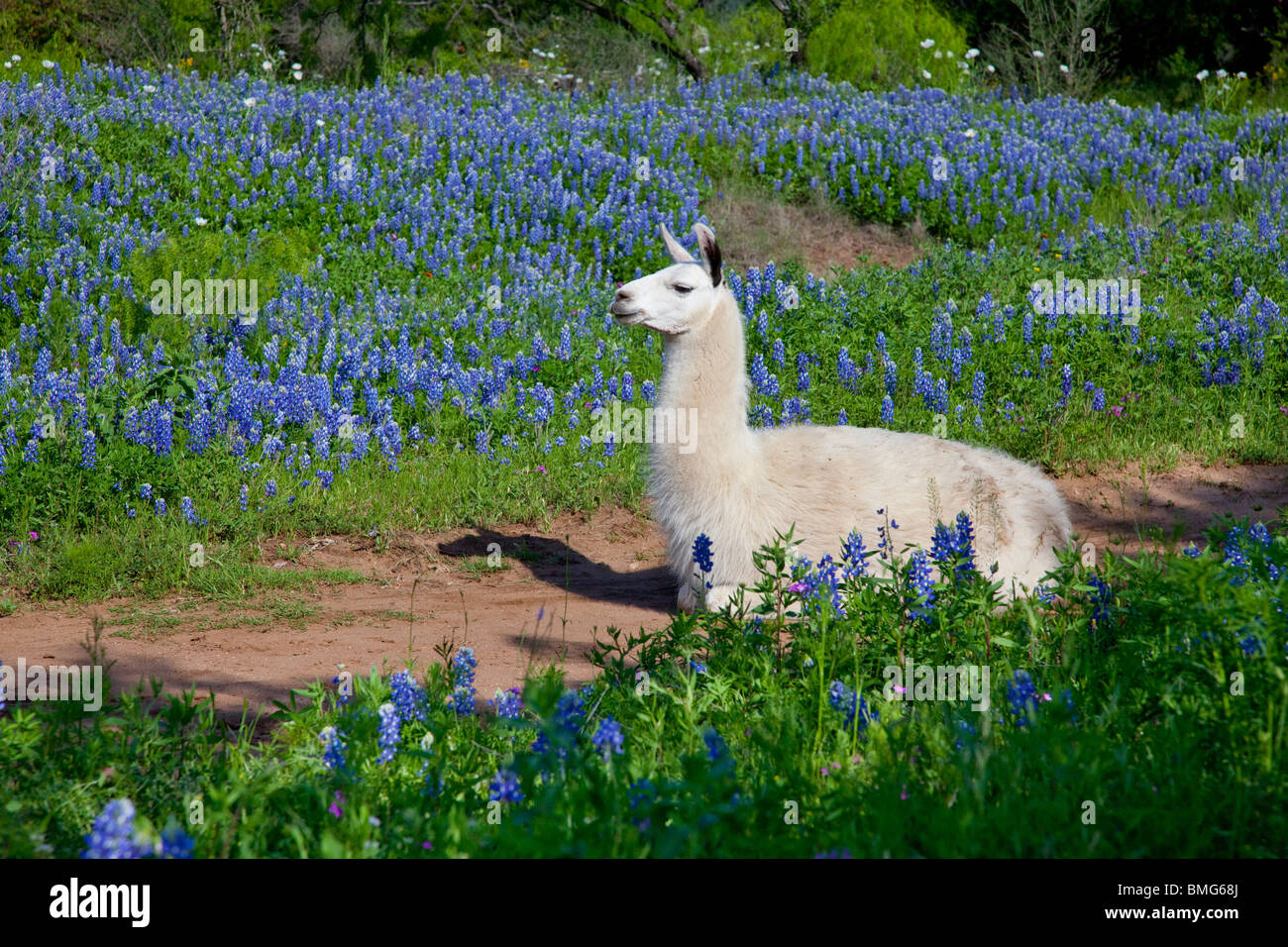 Ein Lama Tier mit Wildblumen Kornblume im Hügelland von Texas, USA. Stockfoto
