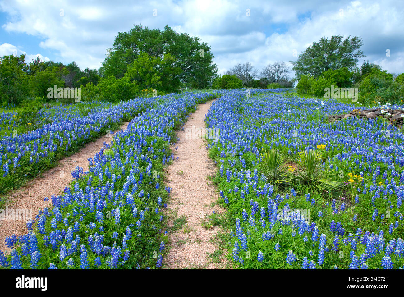 Doppel-Titel durch ein Feld von Texas Bluebonnets in der Nähe von Sandy, Texas. Stockfoto