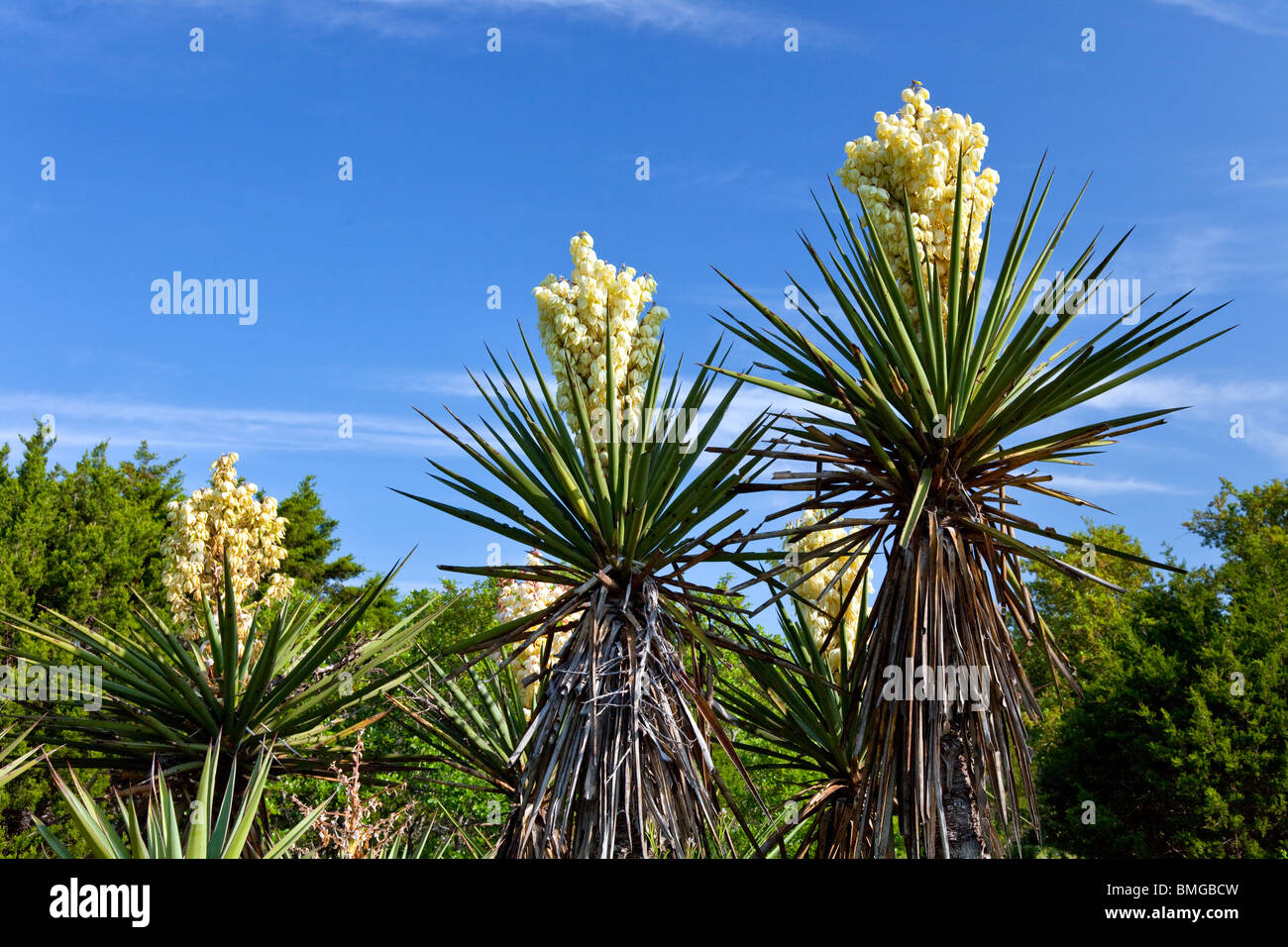 Yucca Pflanzen blühen im ländlichen Texas Hill Country, USA. Stockfoto