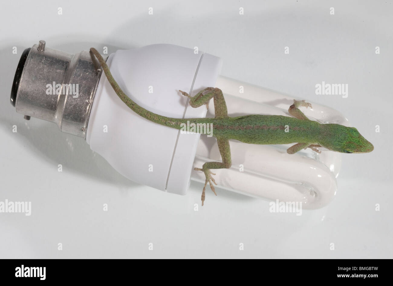 Anolis Eidechsen auf weißem Hintergrund, Reptil auf eine Glühbirne. Stockfoto