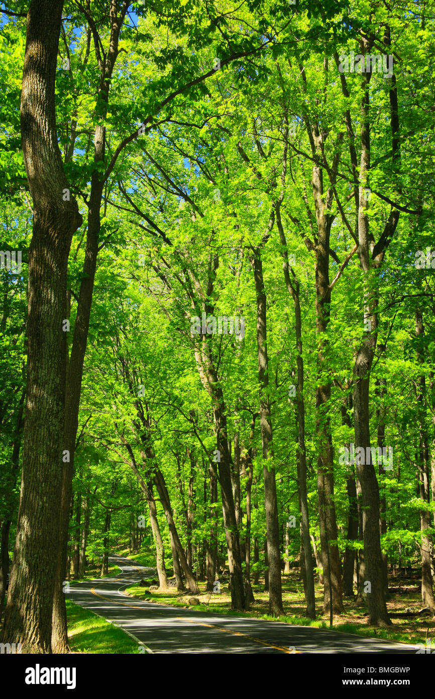 Main Road, Catoctin Mountain Park, Thurmont, Maryland Stockfoto