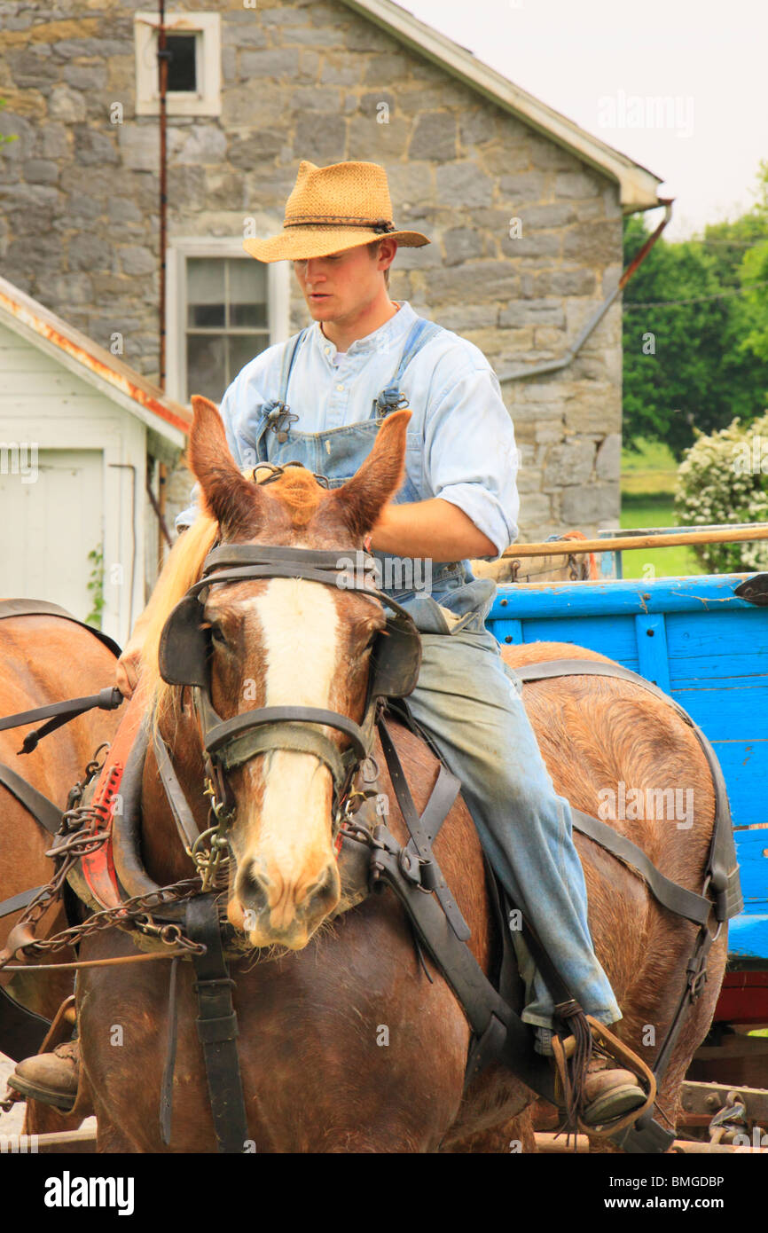 Fahren Charlie Lindsay sechs Pferde Glocke Team, Greencastle, Pennsylvania Stockfoto