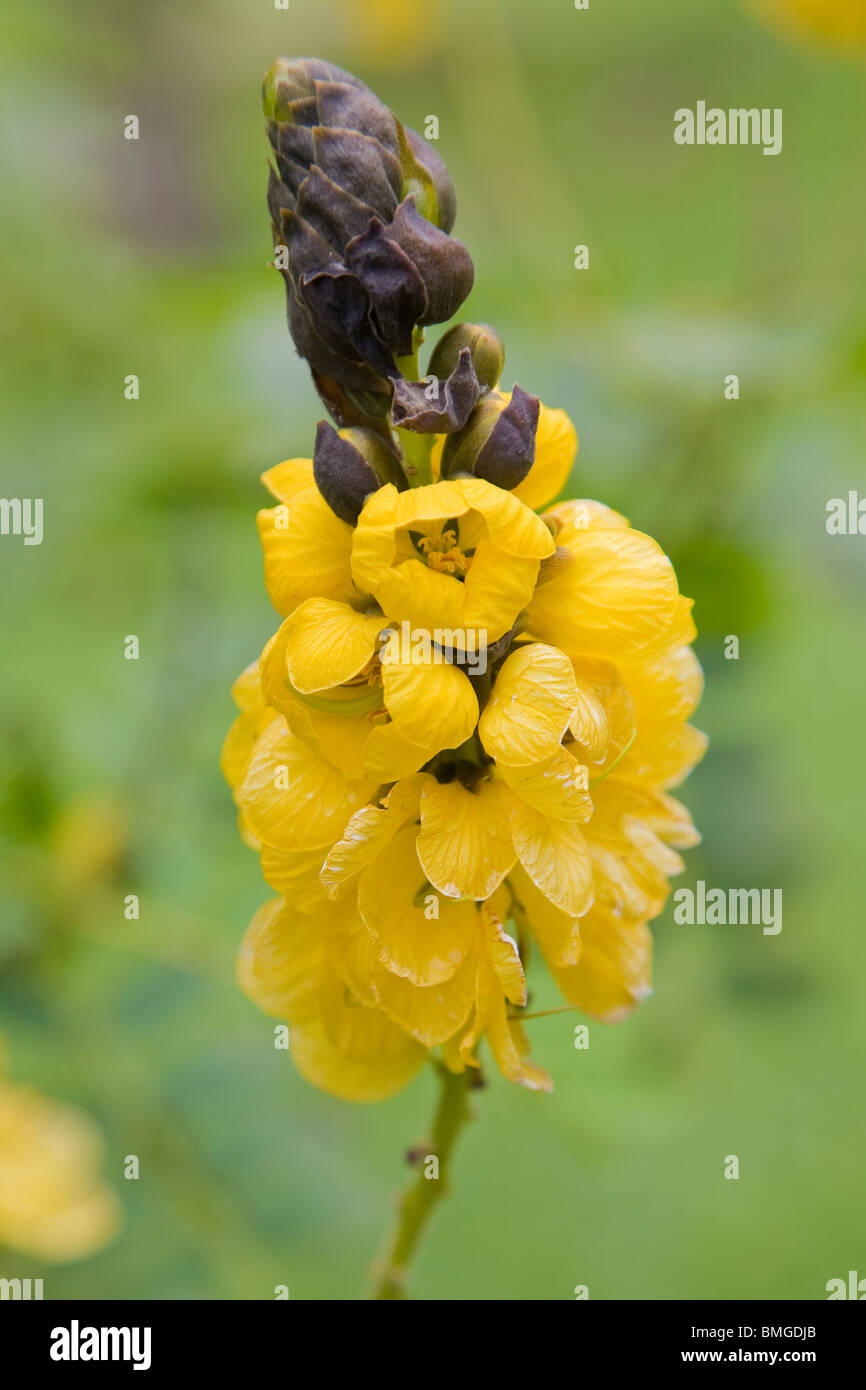 Blumen von Cassia didymobotrya Stockfoto