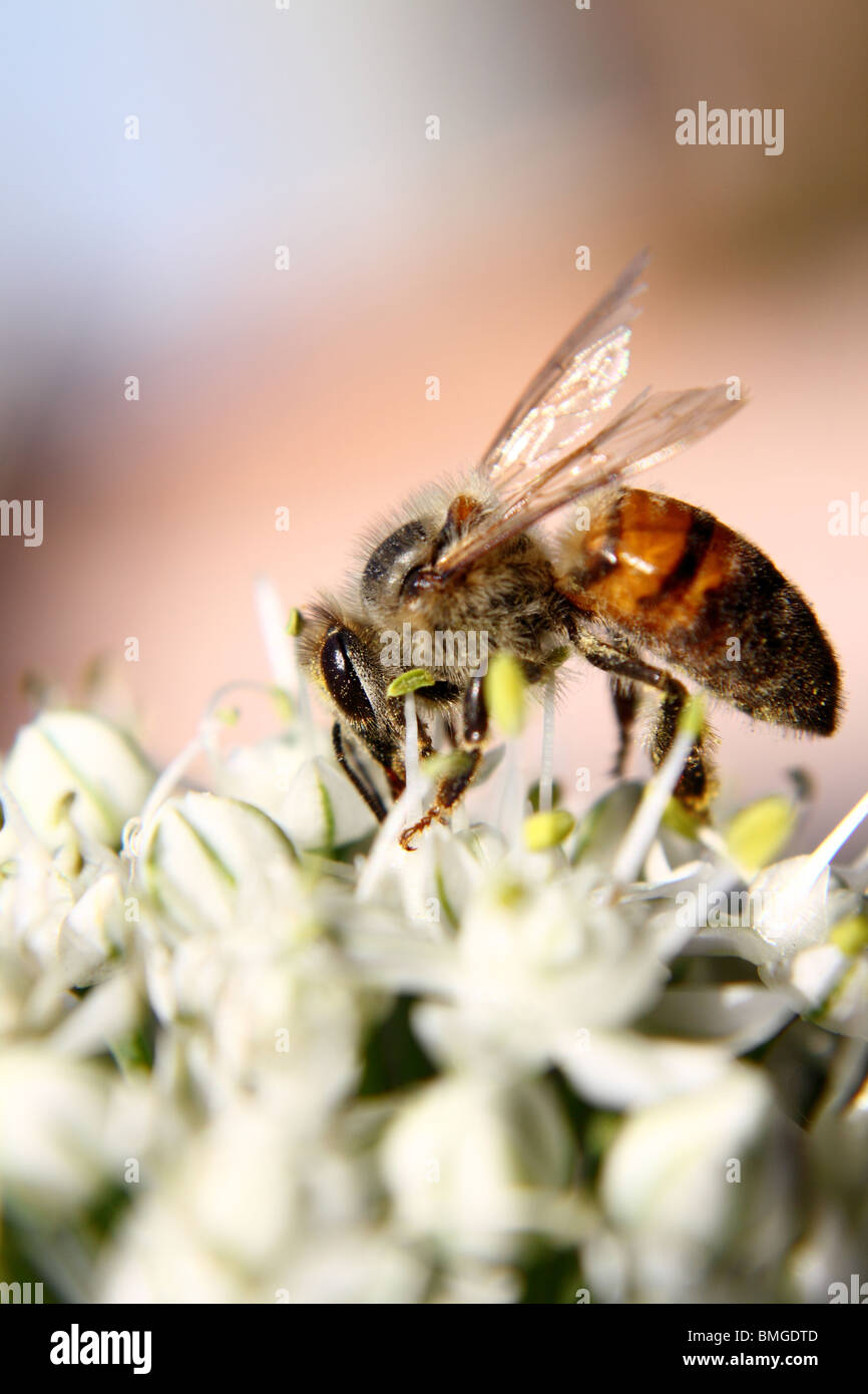 Nahaufnahme von Honig Biene bestäuben Stockfoto