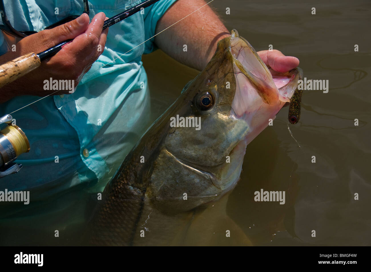 Inshore Angler hefts ein Riesen Snook, gefangen auf einen TerrorEyz in Florida Atlantic Intracoastal Waterway, dem Indian River. Stockfoto