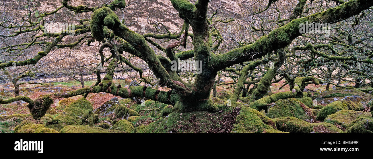 Wistmans Holz Dartmoor Panorama alten verkümmerte Eichen wachsen aus Granitblöcken Stockfoto