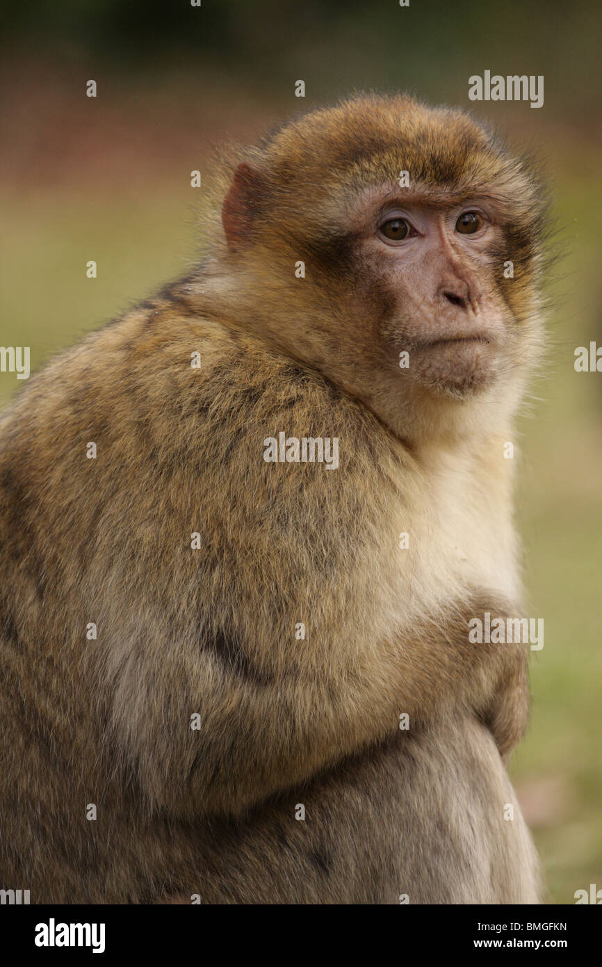 Berberaffe in Trentham Monkey Forest, Großbritannien Stockfoto