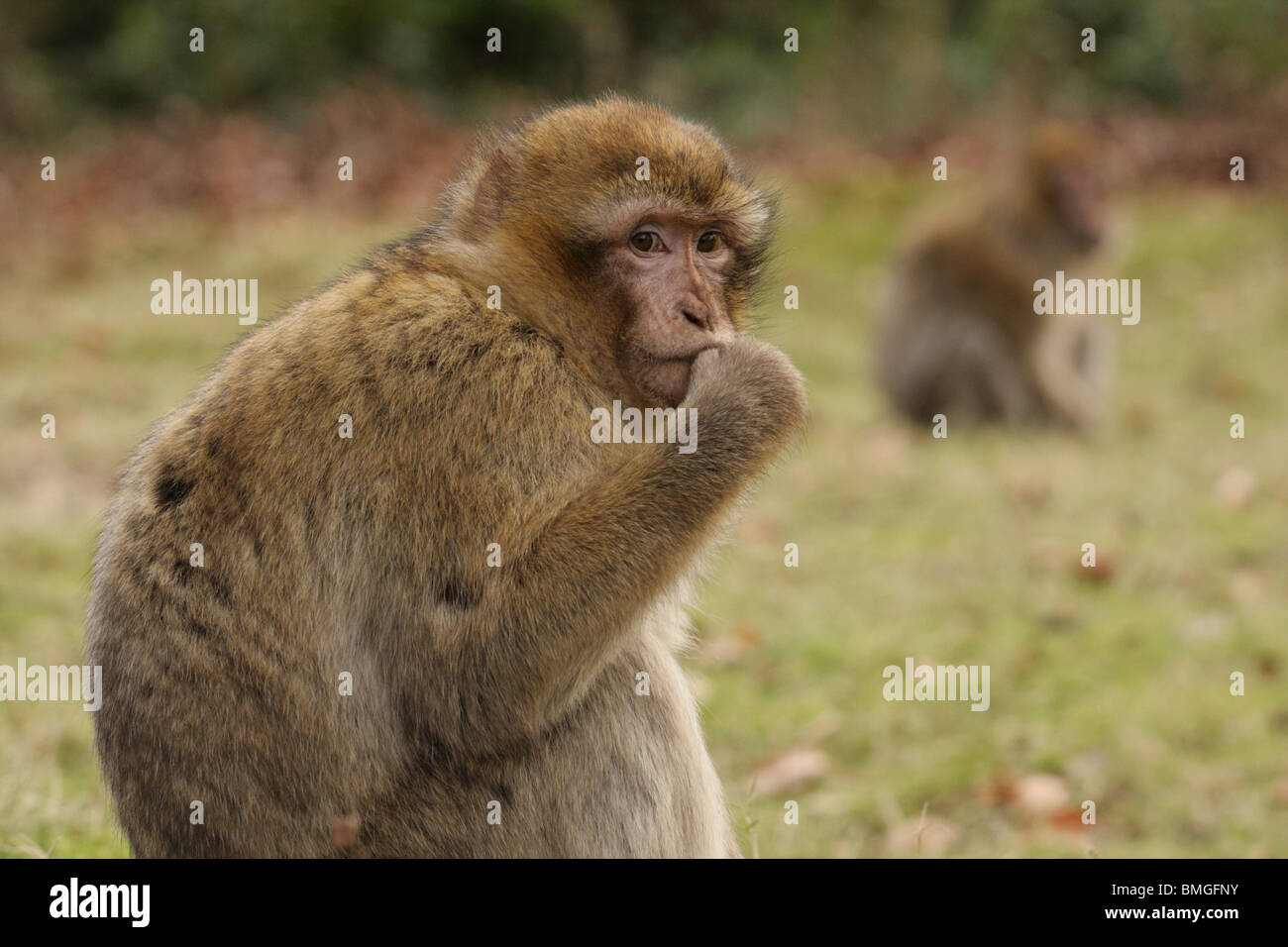 Berberaffe in Trentham Monkey Forest, Großbritannien Stockfoto