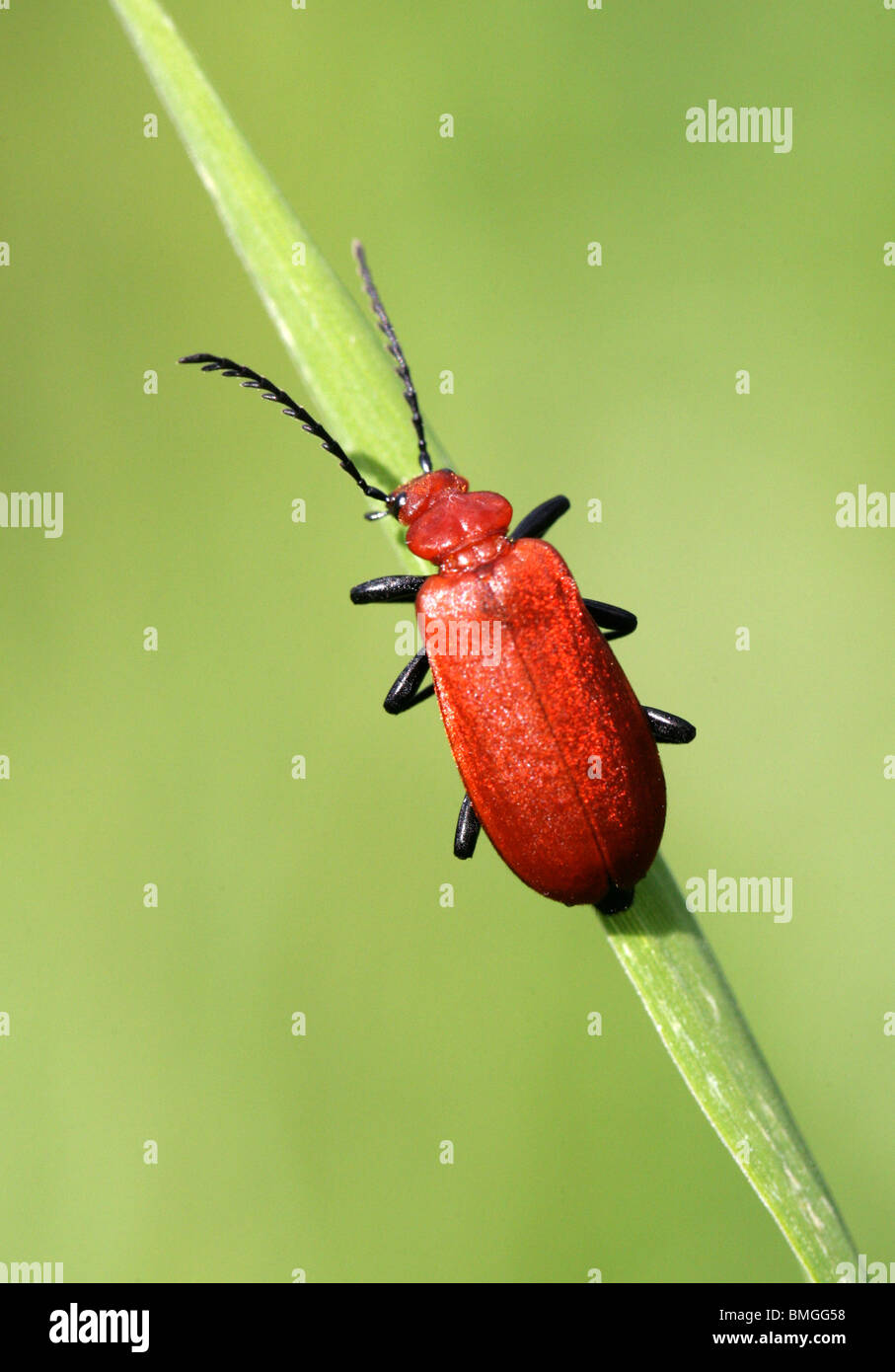 Red-headed Cardinal Beetle, Pyrochroa Serraticornis Serraticornis, Pyrochroidae Stockfoto