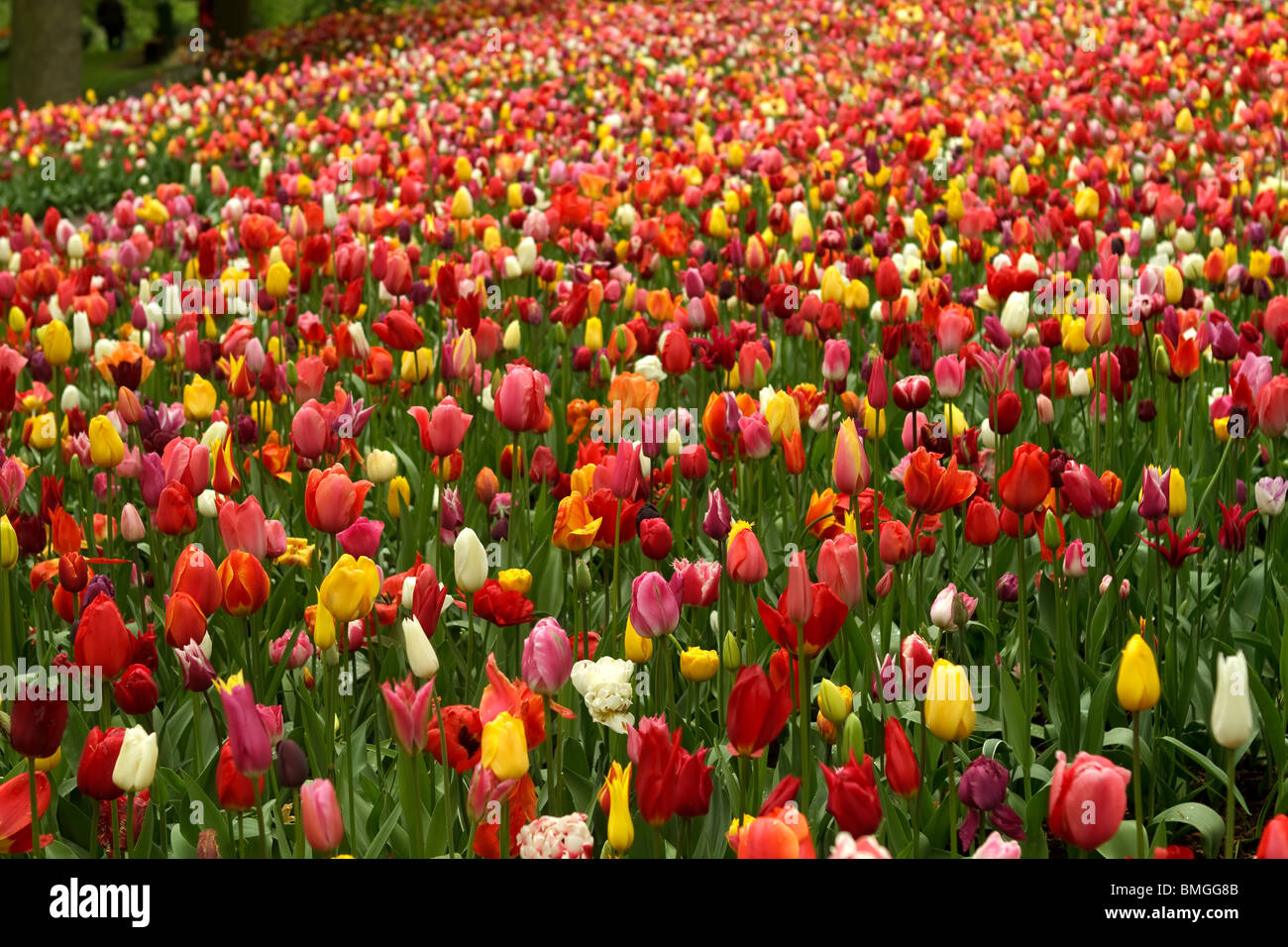 Frühling Blumengarten in Keueknhof, Lisse, Niederlande Stockfoto