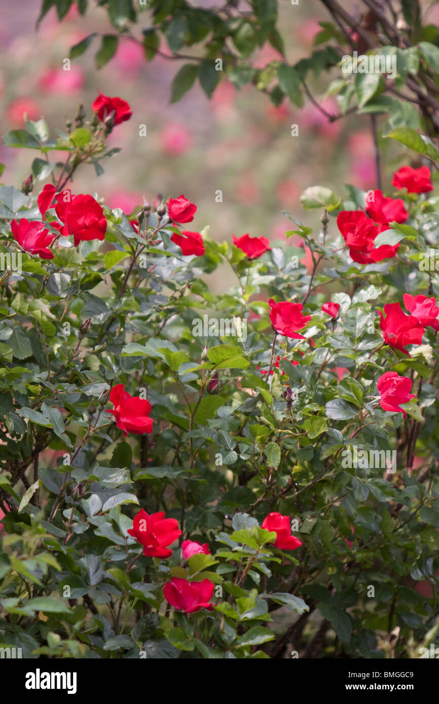 Red Rose Robusta Rugosa, im englischen Garten, England, UK Stockfoto