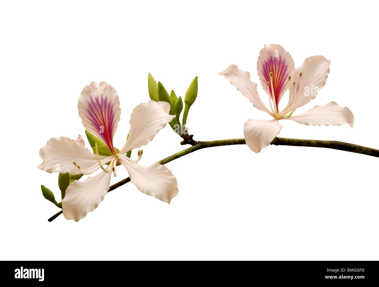 Buddhistische Bauhinia, Bauhinia Variegata, Blumen werden von Affen & Menschen in Yunnan, China gegessen Stockfoto