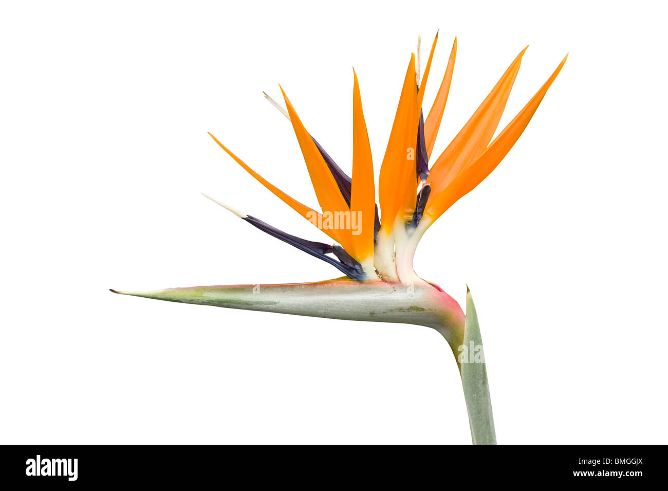 Paradiesvogel oder Kran Blume, Strelitzia reginae Stockfoto