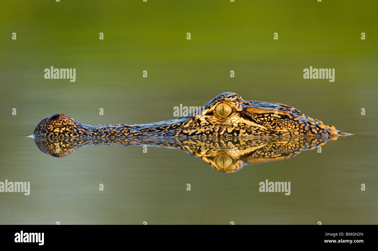 Amerikanischer Alligator - Los Novios Ranch - in der Nähe von Cotulla, Texas USA Stockfoto