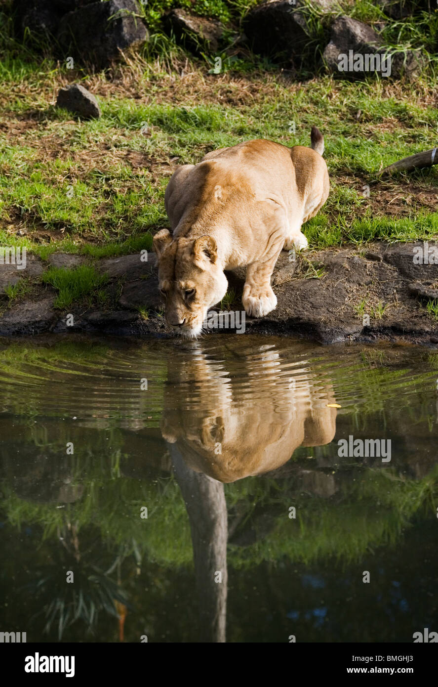 Eine weibliche Löwen oder Löwin trinken aus einem Stream im Auckland Zoo, Auckland, Neuseeland Stockfoto