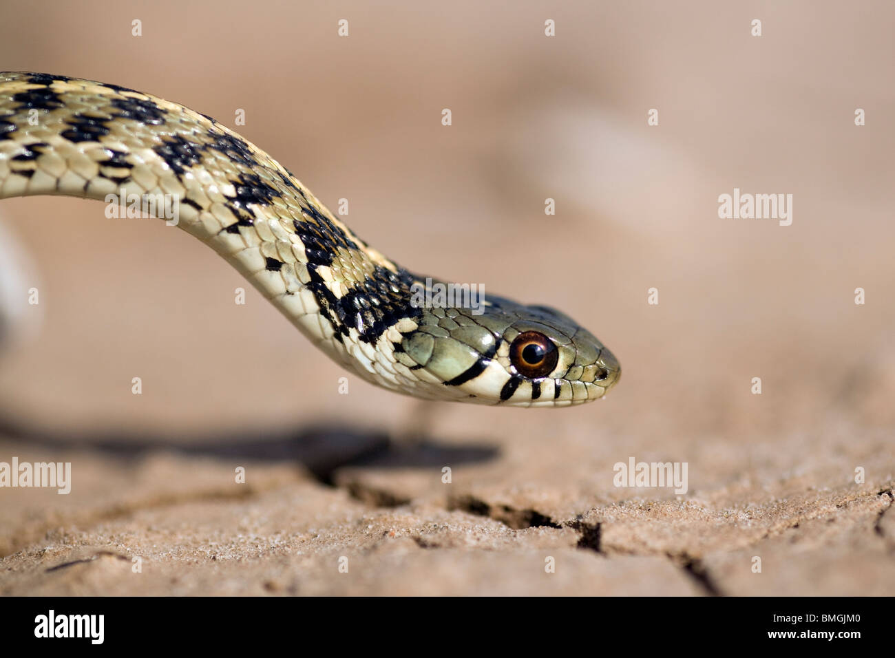 Karierte Garter Snake - Los Novios Ranch - in der Nähe von Cotulla, Texas USA Stockfoto