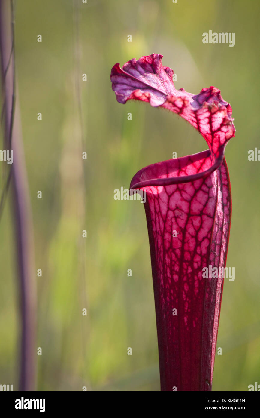 Weiß-Spitze Kannenpflanze rote Form mit Hybrid zu beeinflussen, in der Nähe artfremder Sarracenia Leucophylla Alabama USA Stockfoto