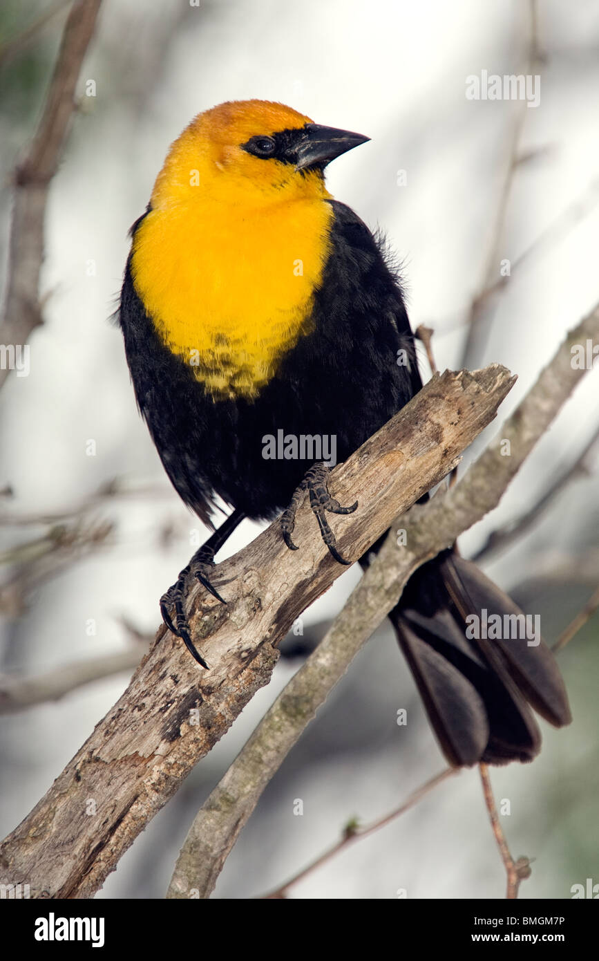 Gelb-vorangegangene Amsel - Los Novios Ranch - in der Nähe von Cotulla, Texas USA Stockfoto