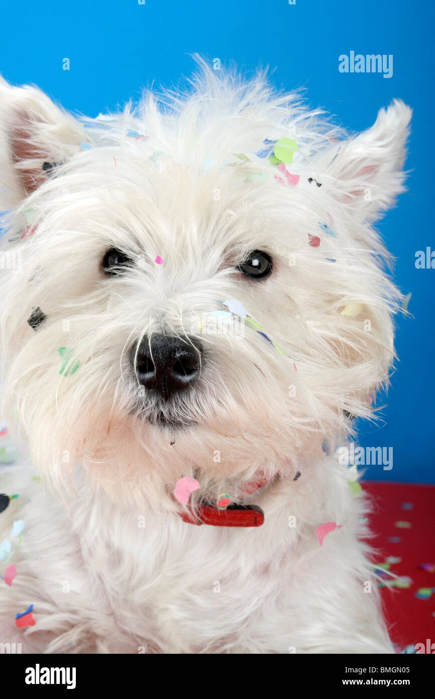 West Highland White Terrier mit Konfetti. Stockfoto