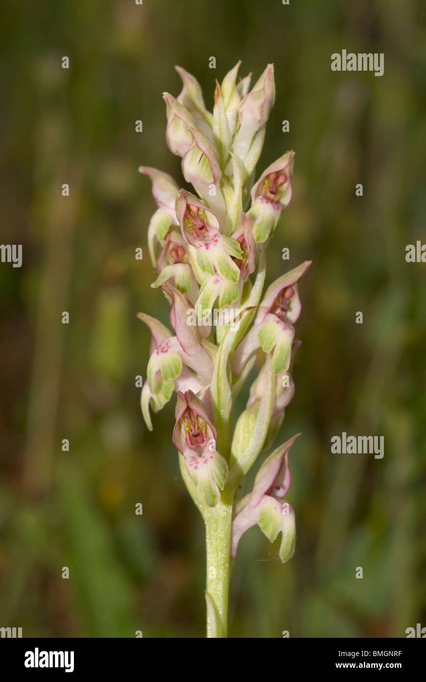 Duftende Orchidee (Orchis Fragrans) Stockfoto