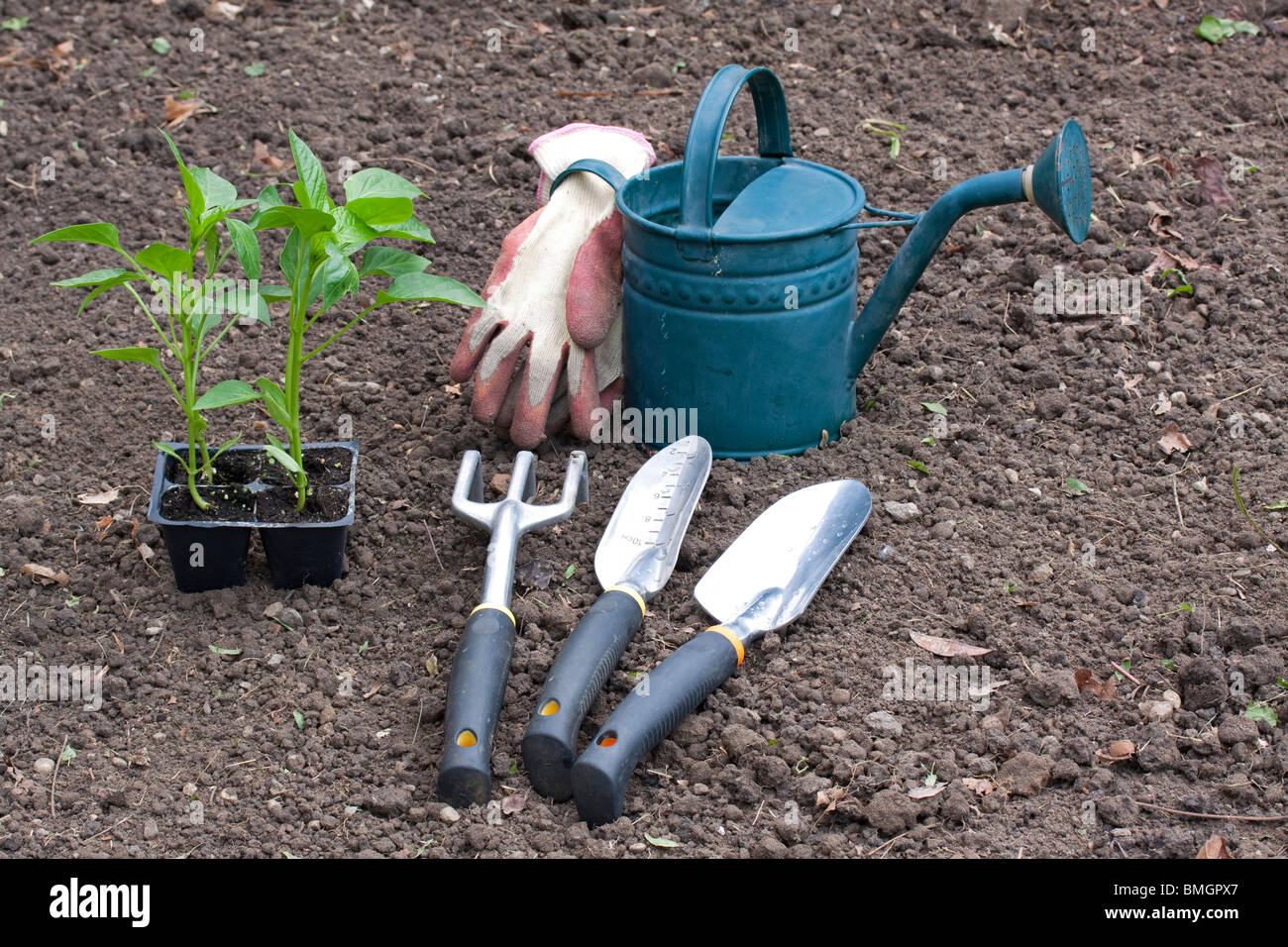 Pflanzung Paprika Pflanzen Garten Mittelwesten USA Ende Mai Stockfoto