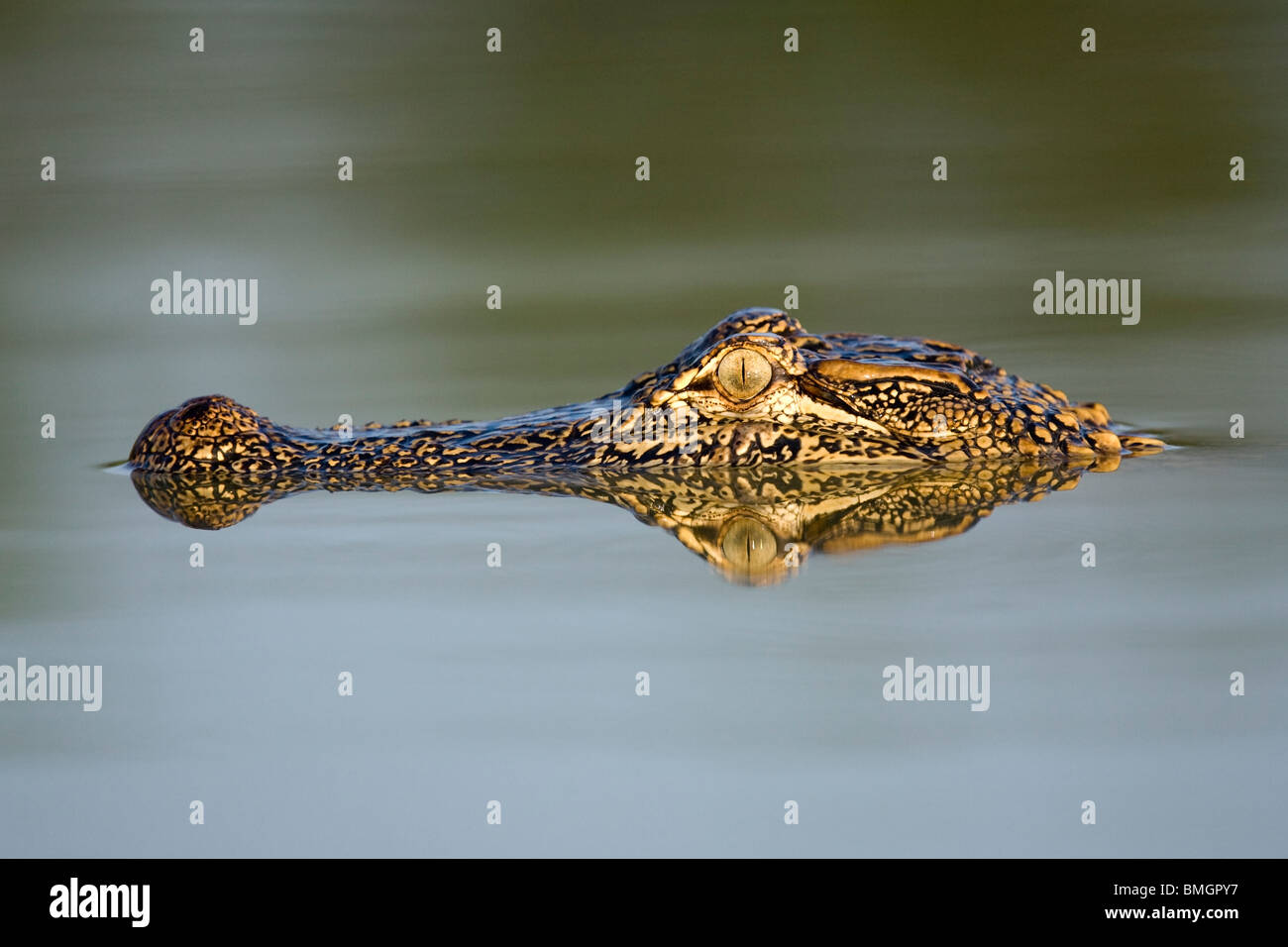 Amerikanischer Alligator - Los Novios Ranch - in der Nähe von Cotulla, Texas USA Stockfoto