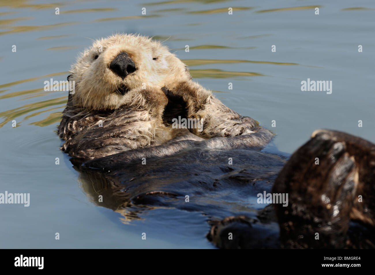 Stock Foto von einem California Seeotter schwimmt auf dem Rücken, Moss Landing, Kalifornien, Mai 2010. Stockfoto