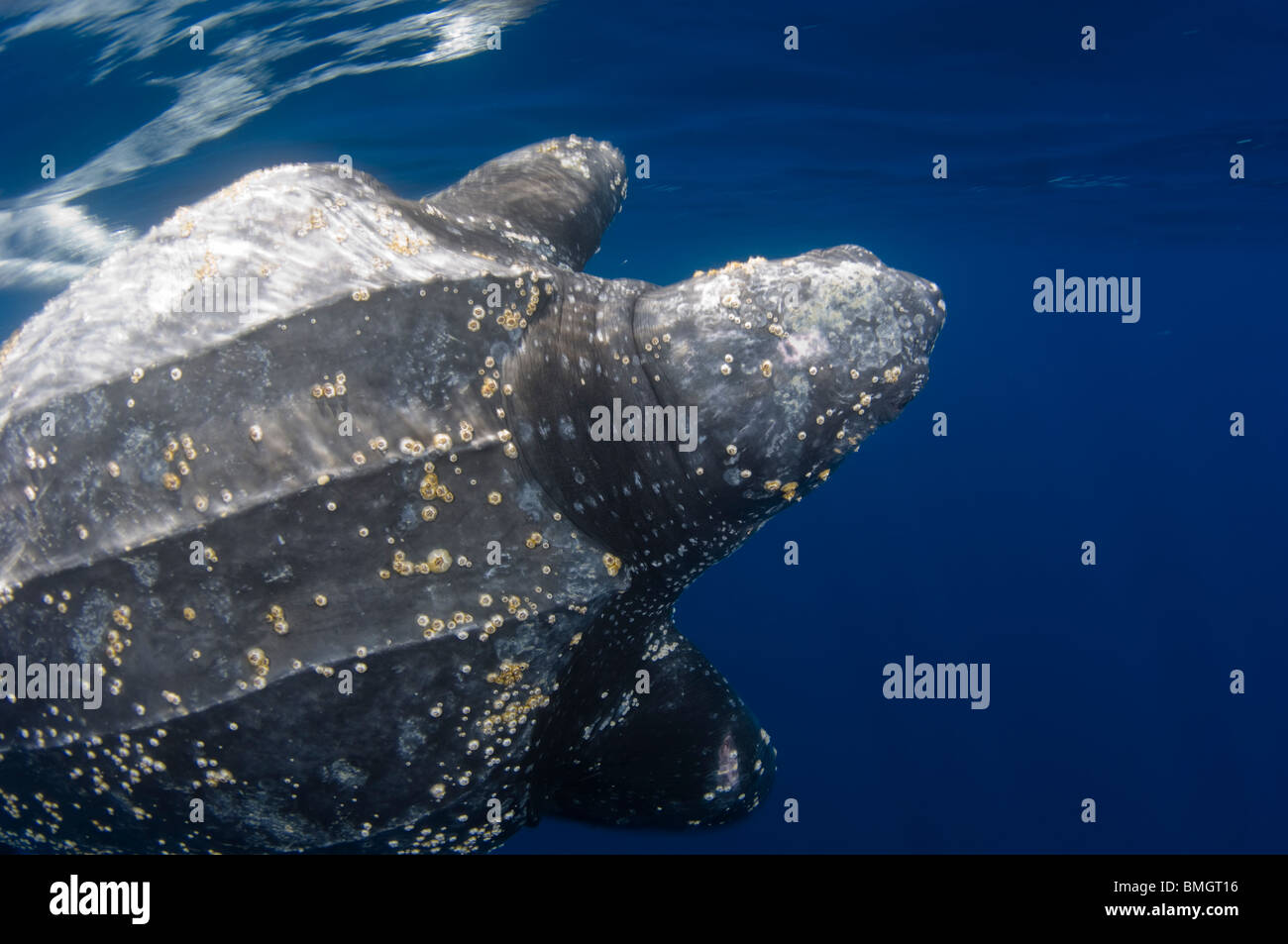 Leatherback Turtle, Dermochelys Coriacea, Schwimmen ab Kai Kecil, Molukken, Indonesien Stockfoto