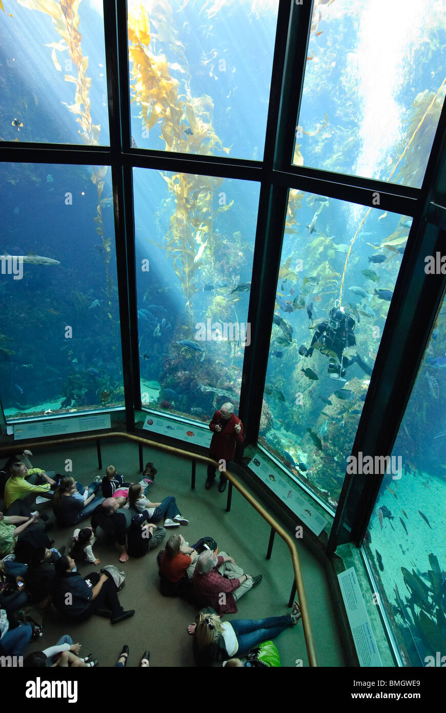 Die berühmten riesigen Seetang-Tank im Monterey Bay Aquarium. Stockfoto