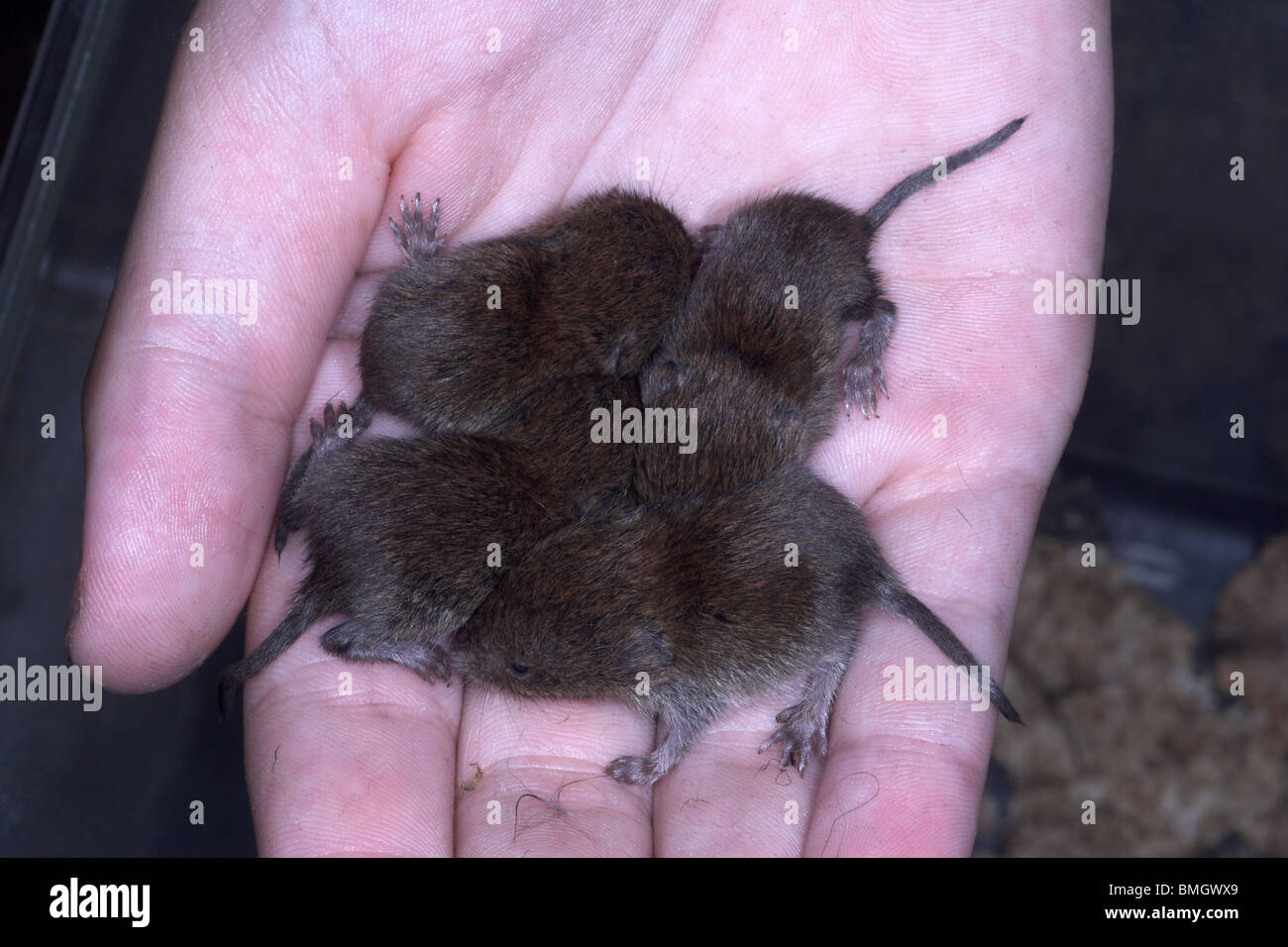 Baby Holz Mäuse Apodemus Sylvaticus in der Kinder-Hand gerettet. England Stockfoto