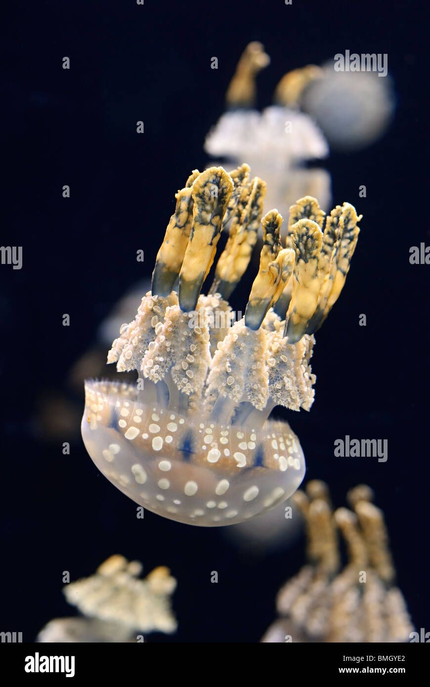 Spotted Gelee oder Lagune Jelly (Mastigias Papua) ist eine Art von Quallen, die vor allem im südlichen Pazifischen Ozean lebt. Stockfoto