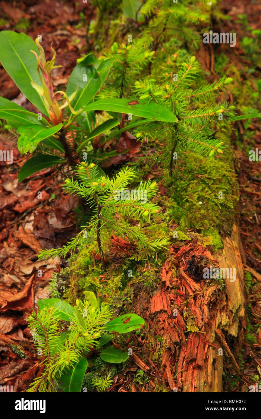 Pflanzen auf Rohrbaugh Trail, Dolly Grassoden Wildnisgebiet, Krankenschwester Log, Hopeville, West Virginia Stockfoto