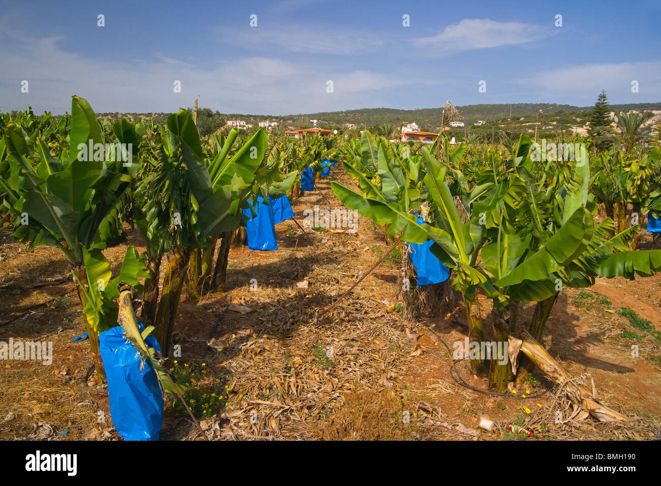 Bananenplantage, Paphos, Zypern. Frühling, Mai. Stockfoto