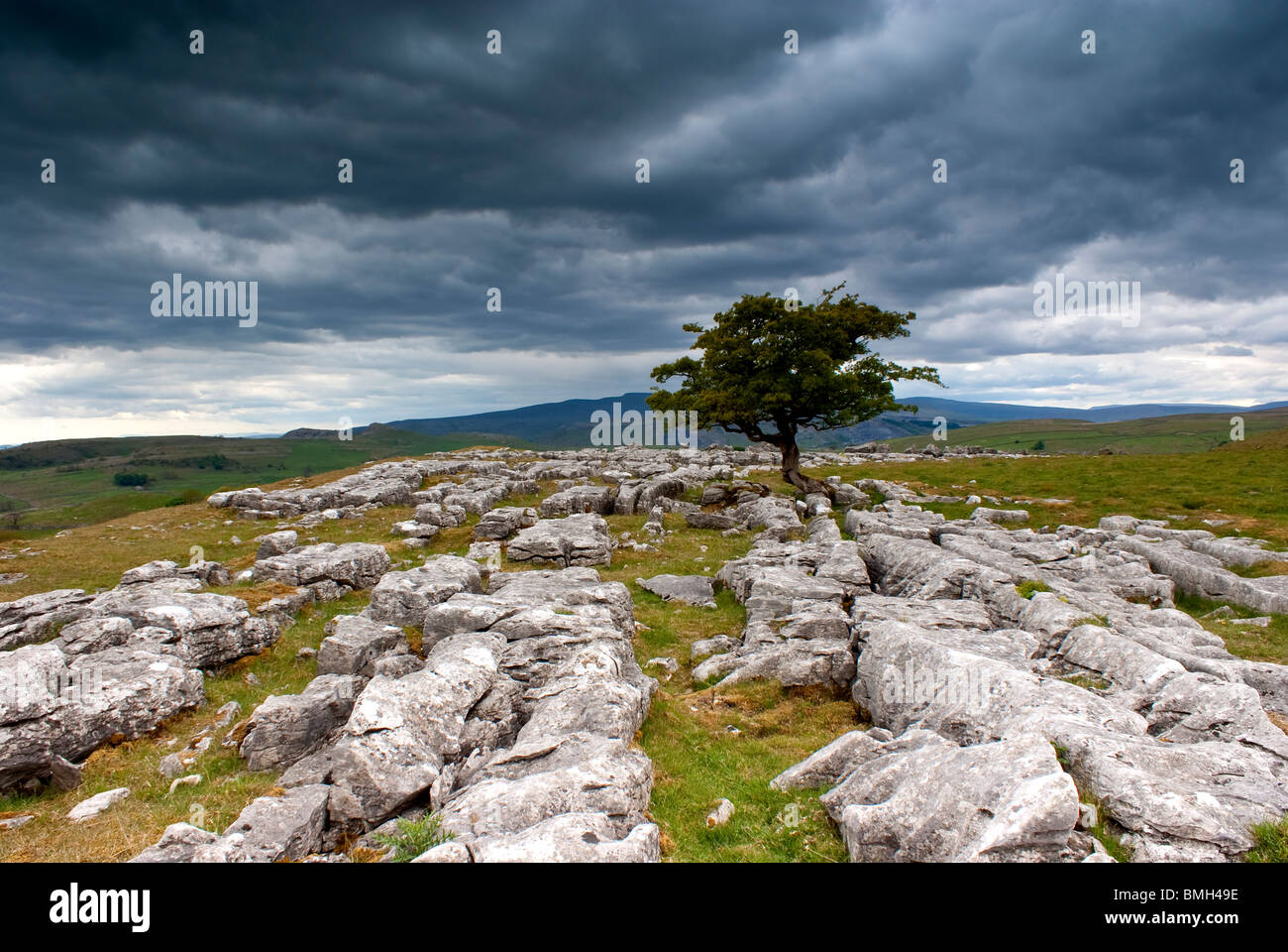 Einsamer Baum der Winskill Steine Stockfoto